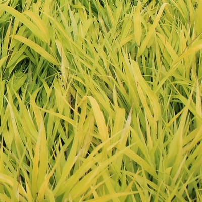 6x Hakonegras - Hakonechloa macra ‘Allgold' - Pot 9x9cm