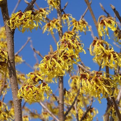 Hamamelis Intermedia 'Arnold Promise' - Toverhazelaar - 40-60 cm pot: Winterbloeiende struik met gele, geurige bloemen.