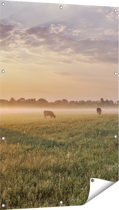 Gards Tuinposter Koeien in de Wei tijdens Zonsopkomst - 80x120 cm - Tuindoek - Tuindecoratie - Wanddecoratie buiten - Tuinschilderij