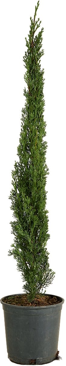 Bloomique - Cupressus Sempervirens - Italiaanse Cypres - Tuinplanten - Winterhard - Wintergroen - Hoogte 80-100 cm - Pot 18 cm