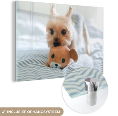 ® Glasschilderij 180x120 cm - Schilderij acrylglas - De Yorkshire Terrier speelt met speelgoed - Foto op glas - Muurdecoratie woonkamer - Wanddecoratie slaapkamer - Schilderijen