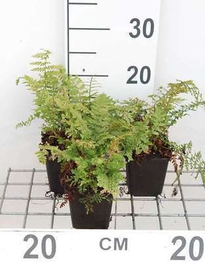 6x Zachte Naaldvaren 'Proliferum', Broedvaren , Australische Broedvaren, - Polystichum set. 'Proliferum' | 9x9 cm pot