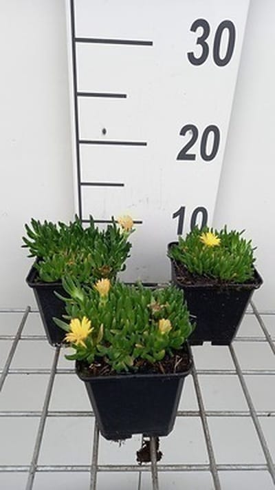 6x Middagbloempje - Delosperma congestum 'Gold Nugget' | 9x9 cm pot