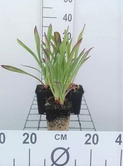 6x Zonnekruid - Helenium hoopesii | 9x9 cm pot