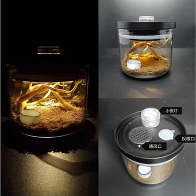 Boîte d'élevage pour reptiles pour jeunes scorpions, centipèdes, araignées, insectes stridulants, grillons, bocal écologique en verre, habitant du sol