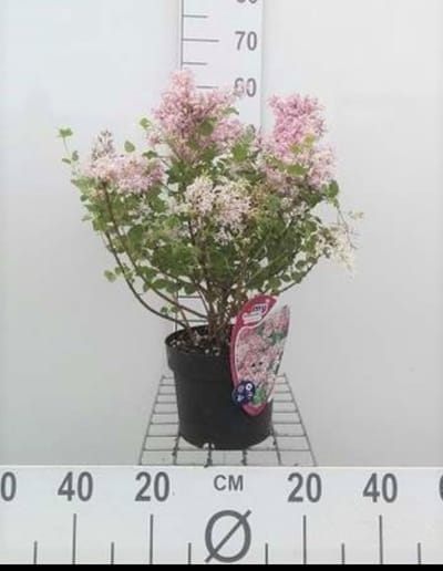 Syringa meyeri 'Palibin' - Dwergsering, Sering, 30- 40 cm in pot