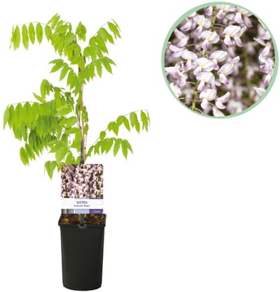 Plantenboetiek.nl | Blauwe regen - Wisteria floribunda Rosea - Bloem roze - Ø10cm - 30-40cm hoog - Tuinplant