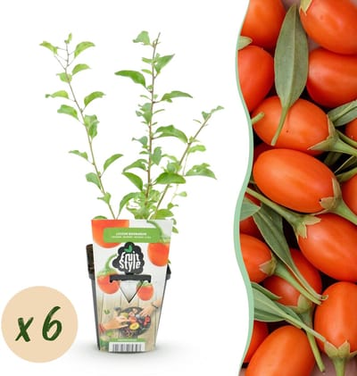 Plantenboetiek.nl | Goijbes - Lycium Barbarum - Winterhard - 6 Planten - Ø9cm - 15-25cm hoog - Tuinplant