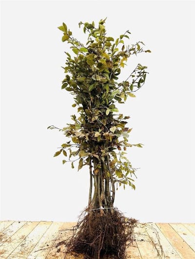 Hedge Plant - Winter Hardy - Garden Privacy - Cut Friendly - Powerful Plants
