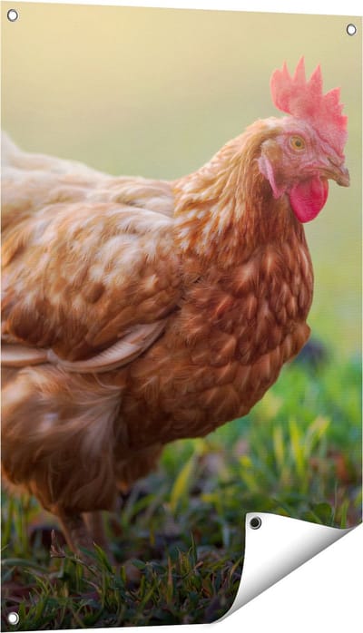 Gards Tuinposter Kip in het Gras - 60x90 cm - Tuindoek - Tuindecoratie - Wanddecoratie buiten - Tuinschilderij