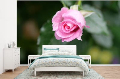Behang - Fotobehang Rozen - Bloemen - Struik - Breedte 400 cm x hoogte 300 cm