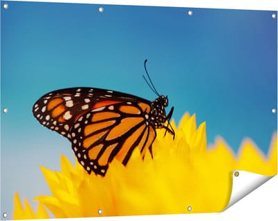 Gards Tuinposter Oranje Vlinder bij een Zonnebloem - 120x80 cm - Tuindoek - Tuindecoratie - Wanddecoratie buiten - Tuinschilderij