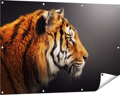 Gards Tuinposter Zijaanzicht van een Tijger - Tijgerkop - 120x80 cm - Tuindoek - Tuindecoratie - Wanddecoratie buiten - Tuinschilderij