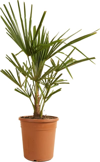 Bloomique - Trachycarpus Fortunei - Chinese Waaierpalm - Palmboom Winterhard - Tuinplanten - Hoogte 60-80 cm - Pot 21 cm