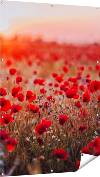 Gards Tuinposter Rode Klaprozen Bloemenveld Zonsondergang - 100x150 cm - Tuindoek - Tuindecoratie - Wanddecoratie buiten - Tuinschilderij