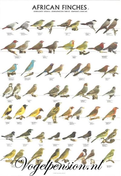 Vogelposter Afrikaanse Vinken deel 2 gelamineerd A4 - Vogelposters - Benodigdheden - Vuurvink (Lagonosticta senegala)