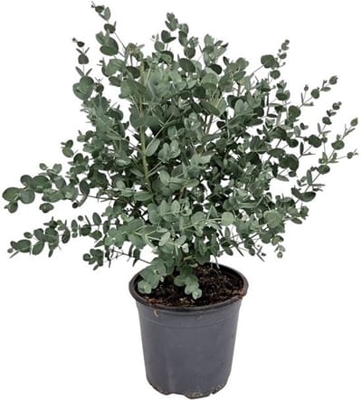 JUNAVERA Eucalyptus gunnii (zilver eucalyptus) | 35 cm hoog | In 14 cm pot | Geurige kuipplant voor tuin en terras