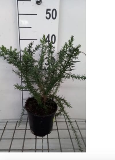 Ulex europaeus - Gaspeldoorn 15 - 20 cm in pot