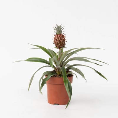 JUNAVERA Ananas Mi Amigo terrariumplant en kamerplant | 12 cm pot | 25 cm hoog bij levering