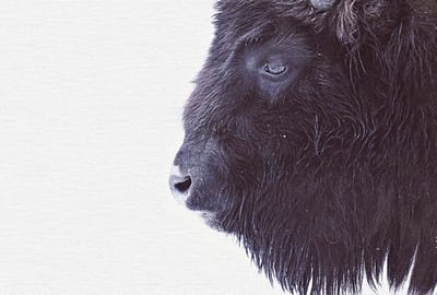 Fotobehang BlackBuffalo DD119797 A.S. Création ARTist Zwart Antraciet Wit Vlies 270 x 400 cm (4 delen) 3D Fotobehang op maat