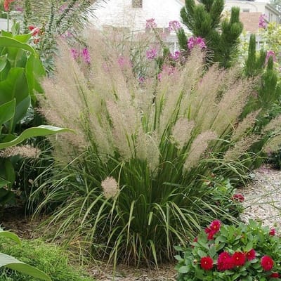 12 x Diamantgras - Winterhard Siergras - Calamagrostis brachytricha in 9x9cm pot met hoogte 5-10cm
