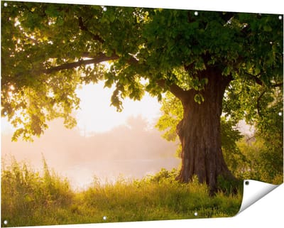 Gards Tuinposter Eikenboom aan het Water met Volle Bladeren - 150x100 cm - Tuindoek - Tuindecoratie - Wanddecoratie buiten - Tuinschilderij