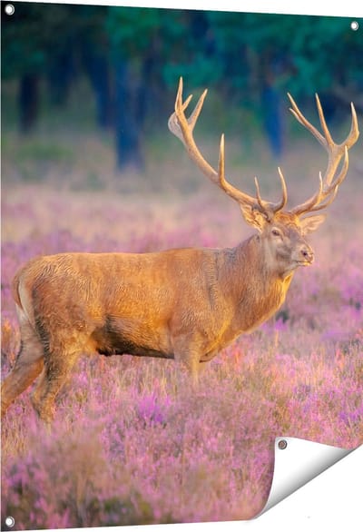 Gards Tuinposter Hert in de Weide tijdens Zonsondergang - 80x100 cm - Tuindoek - Tuindecoratie - Wanddecoratie buiten - Tuinschilderij