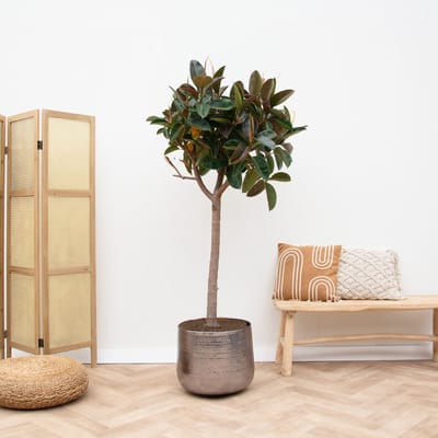Ficus Elastica Robusta op stam - 180cm