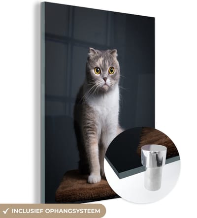 MuchoWow® Glasschilderij 90x120 cm - Schilderij acrylglas - Kat - Huisdieren - Licht - Foto op glas - Schilderijen