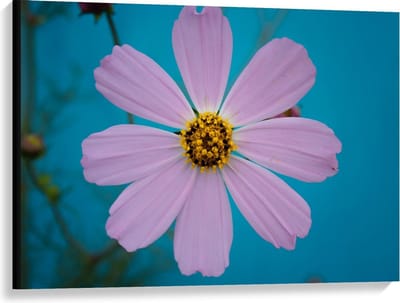 Canvas  - Roze fleurige Bloem - 100x75cm Foto op Canvas Schilderij (Wanddecoratie op Canvas)