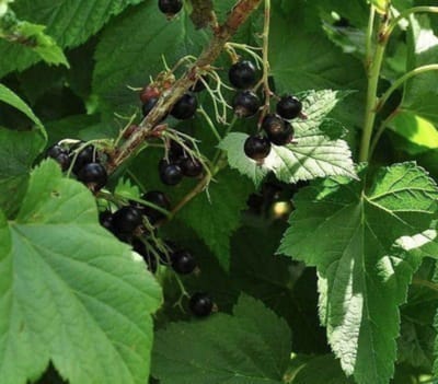 Ribes nigr. 'Titania' - Zwarte bes in pot