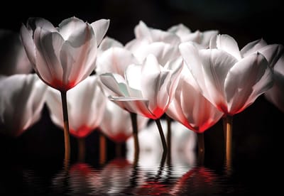 Fotobehang Flowers Poppies | XL - 208cm x 146cm | 130g/m2 Vlies