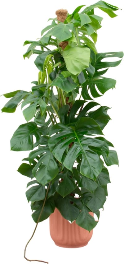 Green Bubble - Monstera Pertusum XL inclusief elho Vibes Fold Round roze Ø30 - 150 cm