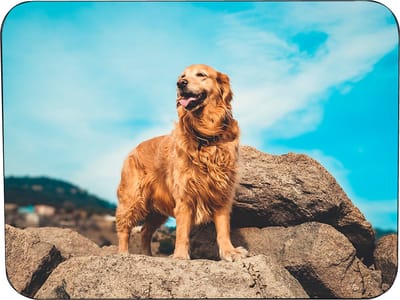 Muismat Rubber Golden Retriever - Hoge resolutie foto van een Golden Retriever - Muismat gedrukt op polyester -25x19cm - anti-slip muismat - 5mm dik - muismat met foto