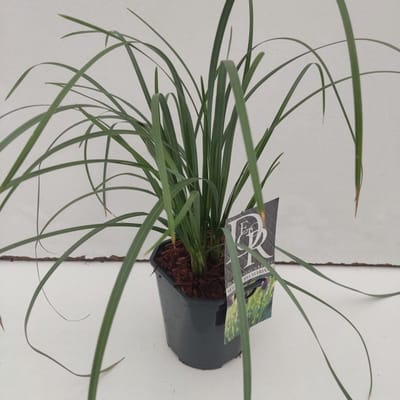Plants Online - Tuinplanten - Siergrassen - Set van 1 - Sesleria heufleriana - 2 liter pot - Plant