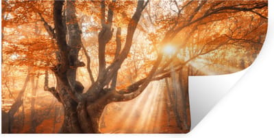 Muurstickers - Sticker Folie - Boom - Natuur - Herfst - 40x20 cm - Plakfolie - Muurstickers Kinderkamer - Zelfklevend Behang - Zelfklevend behangpapier - Stickerfolie