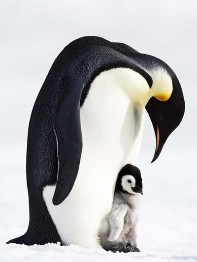 Fotobehang Animals Penguin | XXL - 206cm x 275cm | 130g/m2 Vlies