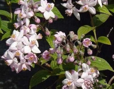 Deutzia hybr. 'Mont Rose' - Bruidsbloem 40- 60 cm in pot
