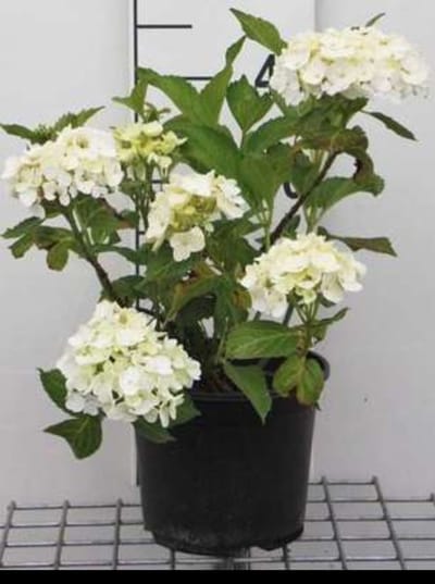 Hydrangea macr. 'Soeur Therese' - Boerenhortensia, Bolhortensia 25- 30 cm in pot