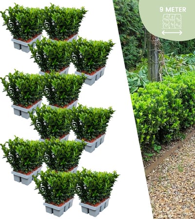 72 x Euonymus 'Green Spire' - 72 x Ø 7 cm - ↨ 15 cm