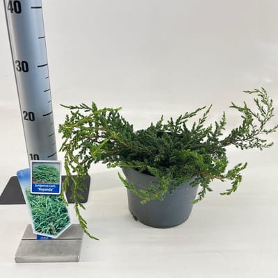 Juniperus comm. ‘Repanda’ - Jeneverbes | 20-25 cm pot