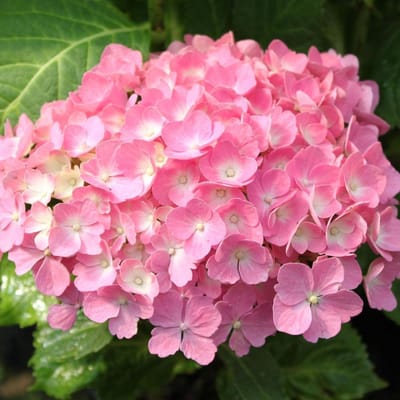 Hydrangea Macrophylla 'Hamburg' - Hortensia - 25-30 cm in pot: Struik met grote bloemschermen, verkleurt mooi door het seizoen.