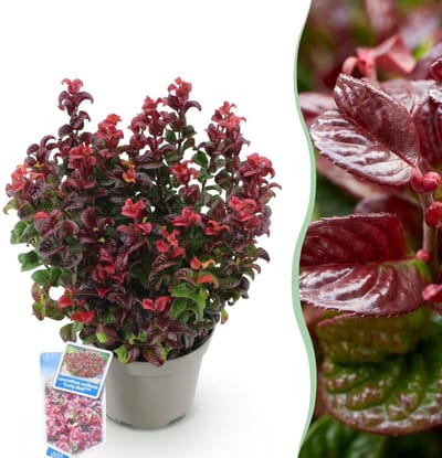 Green boutiQ - Tuinplant - Leucothoe Curly Red - Rood - 1 Plant - Groenblijvend - Weinig Onderhoud - Pot 17cm Hoogte 35 - 45cm