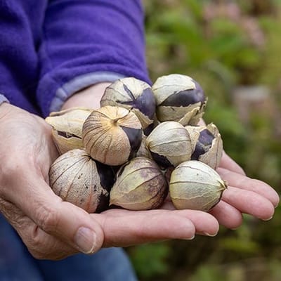 Tomatillo zaden - Tomatillo Purple
