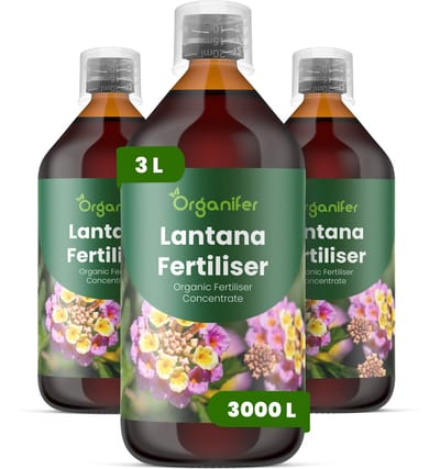 Vloeibare Meststof Voor Lantana 3X1 Voor 3000 L - Npk 2-1-8 - Continue Bloei - Kleurintensiteit - Bloemgrootte - Bloeiduur - Sterke Stengels - Compacte Plant - Hittebestendig - Plantweerbaarhei - Snel Herstel Na Snoei - Organifer
