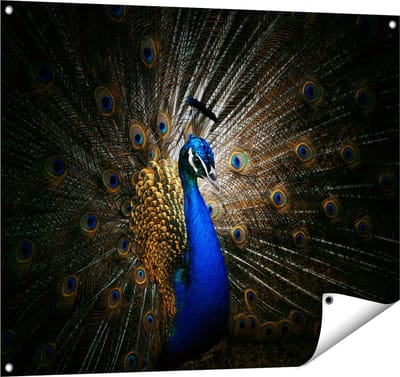 Gards Tuinposter Blauwe Pauw met Grote Veren - 100x80 cm - Tuindoek - Tuindecoratie - Wanddecoratie buiten - Tuinschilderij