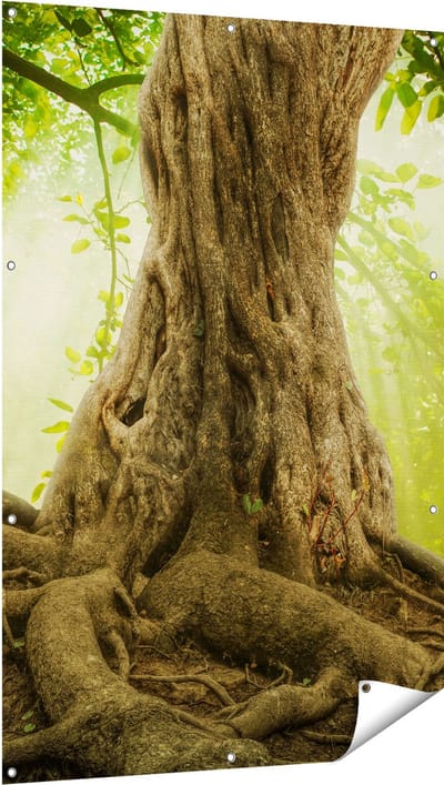 Gards Tuinposter Grote Boom in het Bos met Wortels - 100x150 cm - Tuindoek - Tuindecoratie - Wanddecoratie buiten - Tuinschilderij