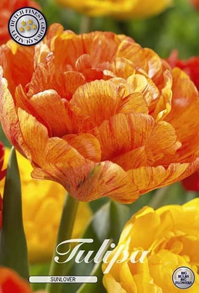 Sunlover Dubbel Laat Tulpenbollen 10 stuks Bolmaat 12+