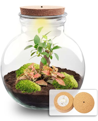Kado Tip! DIY Planten Terrarium (met verlichting), Teddy Bonsai met led-Kurk, Ø25cm, ↑ 26.5cm, Zelfvoorzienend Ecosysteem , Complete Set met Planten en Mossen zonder Tools, Onderhoudsarm, Eyecatcher