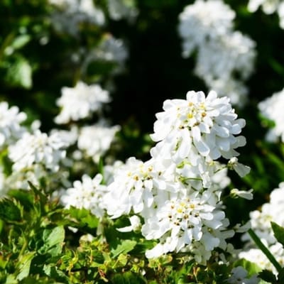 Altijdbloeiende scheefkelk (Iberis Sempervirens) - Scheefbloem Weisser Zwerg - Vaste planten - Groenblijvend - Voorjaarsbollen